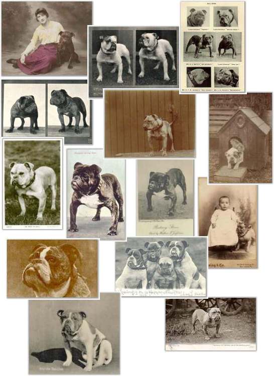 Foto Bulldog, immagini Bulldog, storia della razza Bulldog: fotografie dal 1880 al 1909/images Bulldog