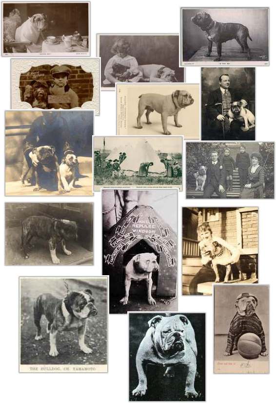 Foto Bulldog, immagini Bulldog, storia della razza Bulldog: fotografie dal 1910 al 1919/images Bulldog