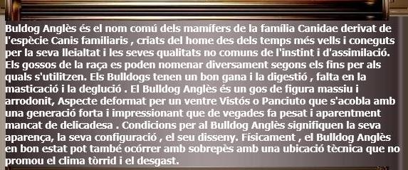 1 Bulldog Anglais