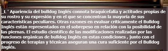4 Bouledogue Anglais,Caractristiques,Histoire,Bulldog