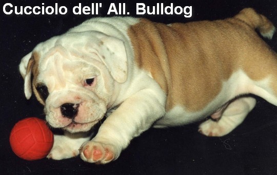 Bulldog-Tully-a-60-Giorni.jpg