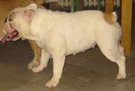 Bulldog Pure Breed Topline