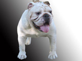 Bulldog Striker, the Father: American Kennel Club English Bulldog Standard: Correct turn of shoulder with proper front legs showing straight perpendicular inner forelegs will form a near square from the top of the legs and across